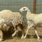 ما شاء الله وتبارك الله أعرض لكم غنم حريات رخال ضغط عالي