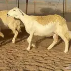 غنم حريات صنف
