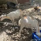 2 ضان دفيع عاده بكره اللي يبغا يتقنها ماشاءالله امها تتيمم