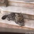 قط مفقود حصلته عندي