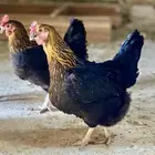 دجاج عربي