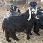 فحل عارضي مشروط