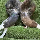 جوز جاكوبين للبيع