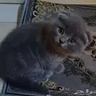 ذكر سكوتش عمر شهرين متعود على ليتر بوكس واكل بيت