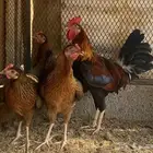 دجاج عربي ( ترثة )