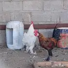ديكه للبيع