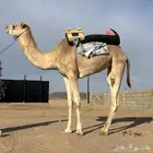 للبيع رحول حمرا حقه طوع شرط