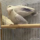 للبيع زوج روز منتج