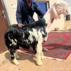 للبيع جذع نجدي خصم