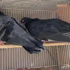 حمام صنعاني