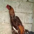 شامو ياباني