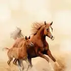 تدريب ركوب الخيل ايجار خيل