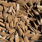 عود مروكي محسن   عرض الشتاء حتى نفاذ الكميه