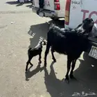 عنز متبع