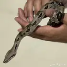 ثعبان بوا صغير