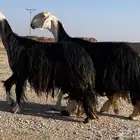 نجد صنف منوة القاني (تم البيع)