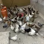 دجاج بلدي عمر 3شهور 70حبه تقريبا