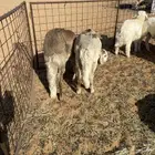 ذبائح للبيع