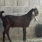 تيس مطور مشروع فحل مطور ادهم