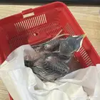 مينو