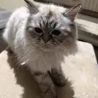 قطة هملايا للتبني