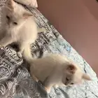 قطط شيرازيه للتبني
