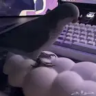 طير كويكر   طير كنيور