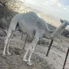 بكره على 8اجزاء