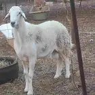 طلي مشروط ضراب