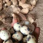 طيور السمان