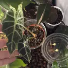 درنات ألوكاسيا بولي- آخر حبتين