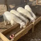 طليان حريه تم البيع