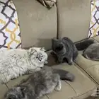 قطط للبيع مستعجل