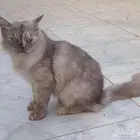 قط للبيع