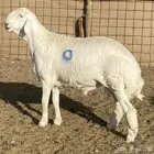 مشاريع فحول صنف الصنف