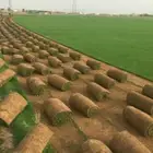 تيل طبيعى تنسيق حدائق ديكورات منازل