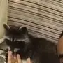 الي يعرف اسم الحيوان يقولي