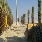نخيل المملكه