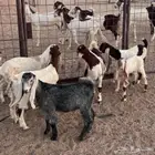 معزاء هولنديات