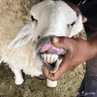 غنم حري عدد 17 مع الفحل  دفيع   مضاريع