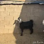 معزا مصريات و مشاريك للبيع