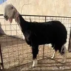 رخل نجديه صنف دافع