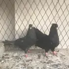 زوج صربي منتج