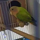 انثى روز للبيع