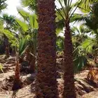 نخل واشنطن زينه امريكي