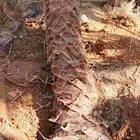 نخل واشنطونياء زينه أمريكي طبيعي