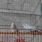 بادجي جوز متوالف. الوان جميله . لأعلى سوم