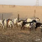 ماعز للبيع
