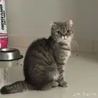 قطة سكوتش فولد قزمة