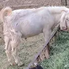 اثنين تيوس